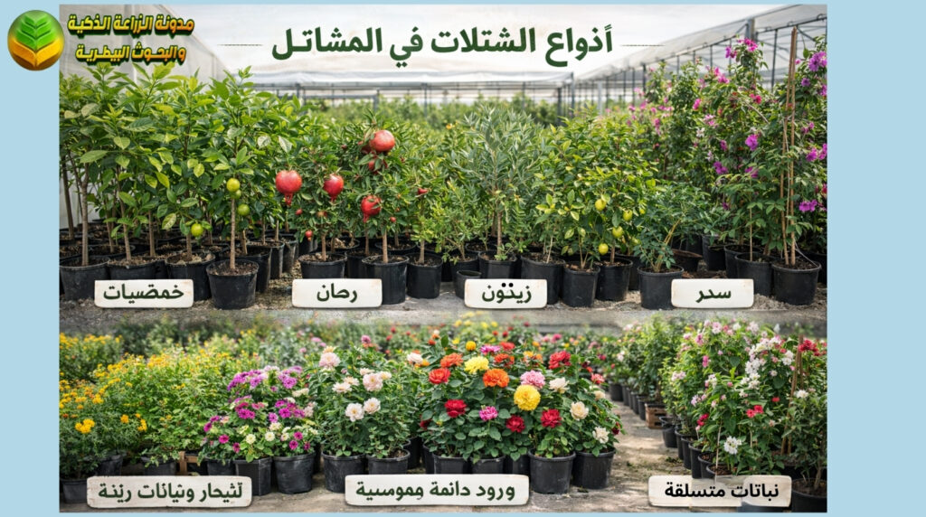 انواع الشتلات في المشاتل