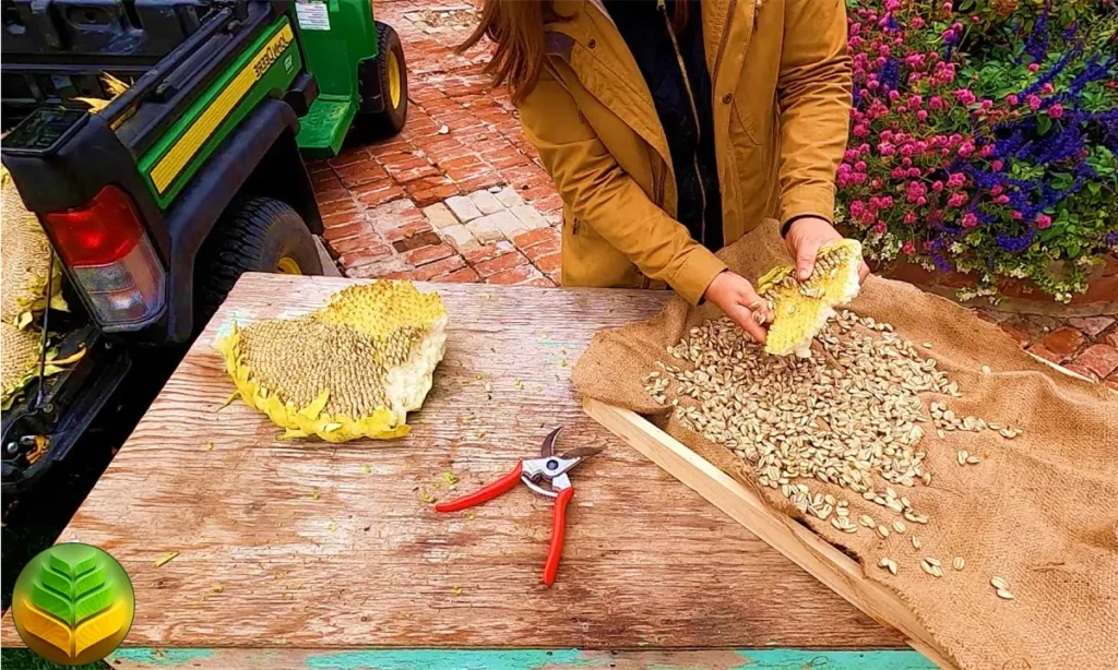 حصاد أزهار وبذور عباد الشمس