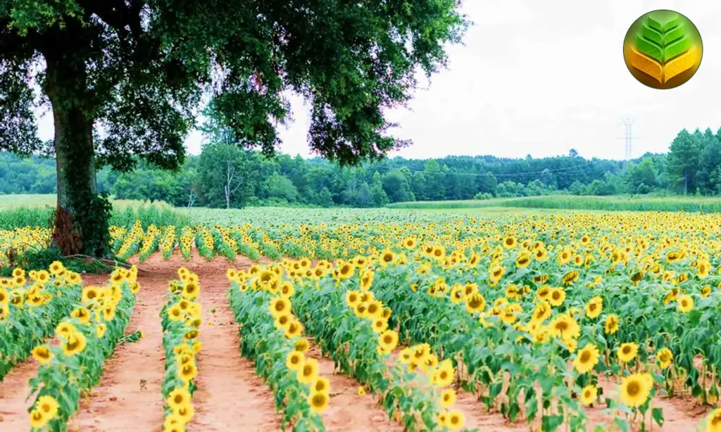 زراعة الغبيراء