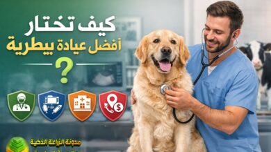 أفضل 5 معايير لاختيار عيادة بيطرية موثوقة: دليل شامل لحماية صحة حيواناتك