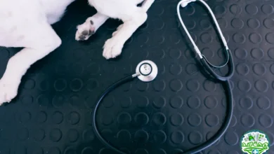 نبذة عن قسم البحوث البيطرية والمرجع الشامل في مدونة الزراعة الذكية والمعدات الحديثة