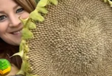 كيفية زراعة زهرة دوار الشمس Sunflowers بطرق علمية في 2026