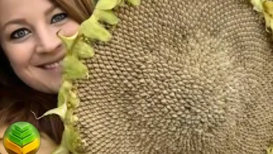 كيفية زراعة زهرة دوار الشمس Sunflowers بطرق علمية في 2026