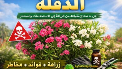 كل ما تحتاج معرفته عن الدفلة: من الزراعة إلى الاستخدامات والمخاطر