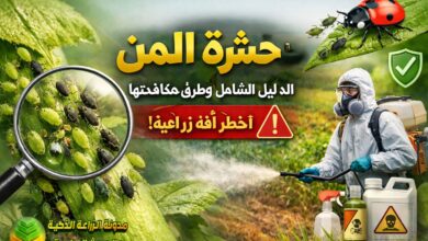حشرة المن (Aphids): الأسباب والأضرار وطرق المكافحة الطبيعية والكيميائية