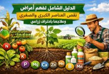 الدليل الشامل لفهم أعراض نقص العناصر الكبرى والصغرى وعلاجها باحتراف زراعي