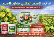 الفرق بين الحديد المخلبي وشيلات الحديد: الدليل العلمي لعلاج اصفرار النباتات وزيادة الإنتاج