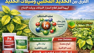 الفرق بين الحديد المخلبي وشيلات الحديد: الدليل العلمي لعلاج اصفرار النباتات وزيادة الإنتاج