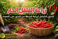 زراعة الفلفل الحار: الدليل الشامل لزراعة الشطة من البذور حتى الحصاد