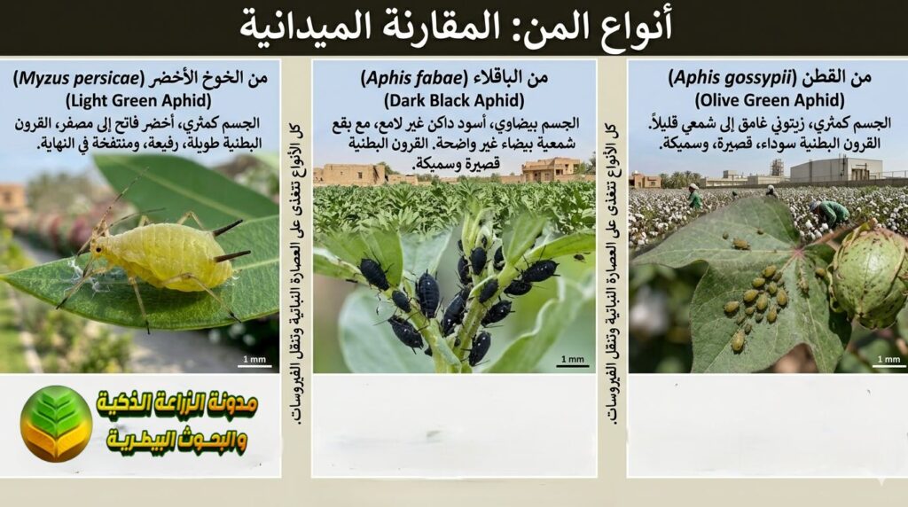 أنواع حشرة المن: المن الأخضر والمن الأسود ومن القطن