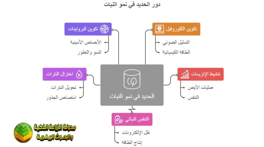 دور الحديد في النبات