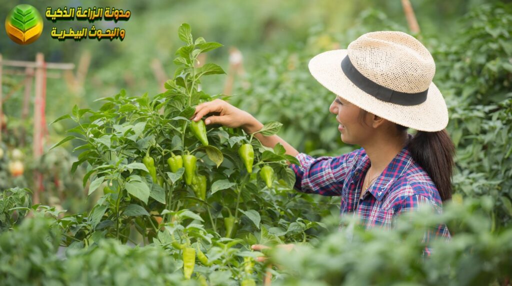 نبات الفلفل الحار