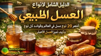 أنواع العسل: أشهر 20 نوع عسل طبيعي في العالم وكيف تميز العسل الأصلي