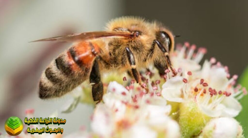 رحلة إنتاج العسل