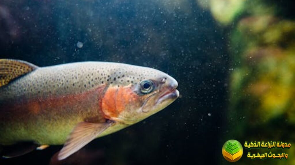 صورة عن قرب سمك السلمون