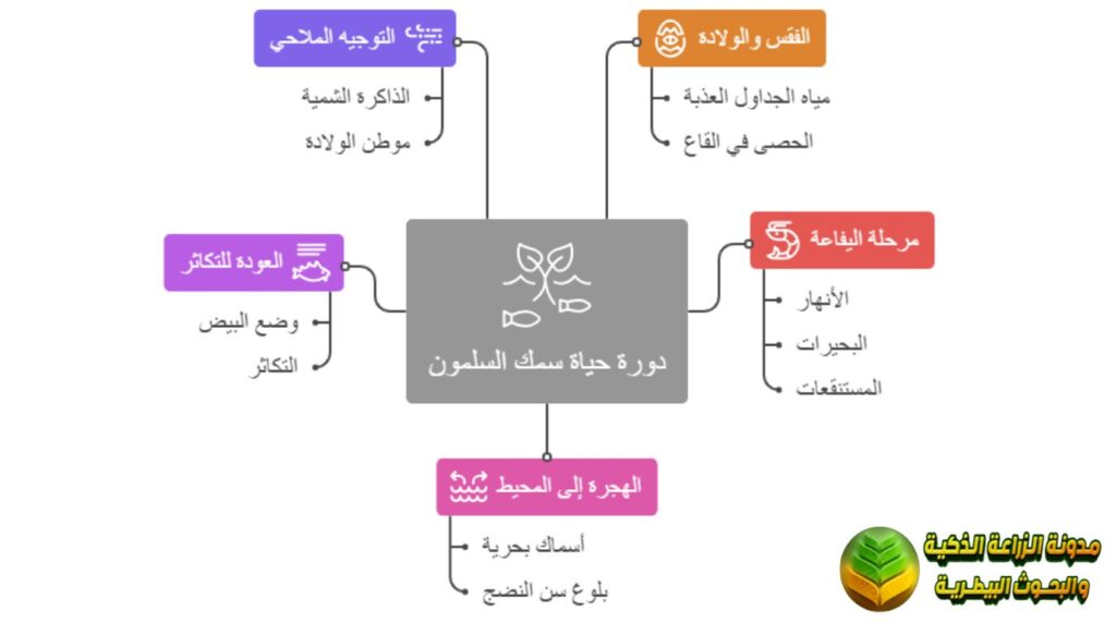 دورة الحياة سمك السلمون