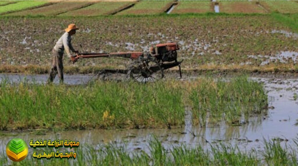 استخدام مياه الصرف في الزراعة