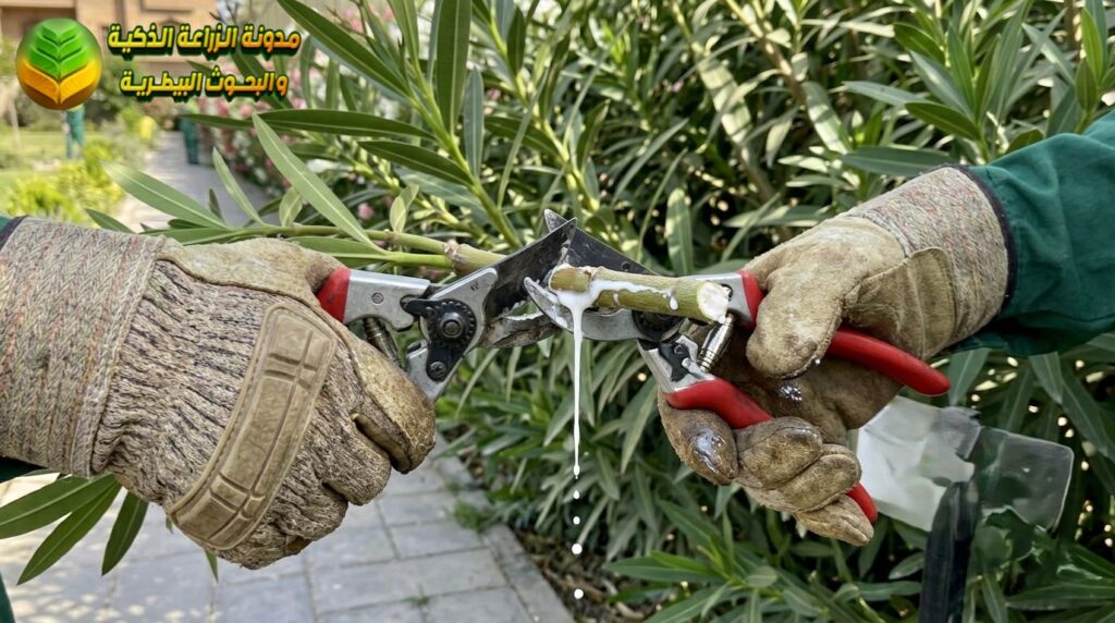 الحذر عند تقليم شجرة الدفلة