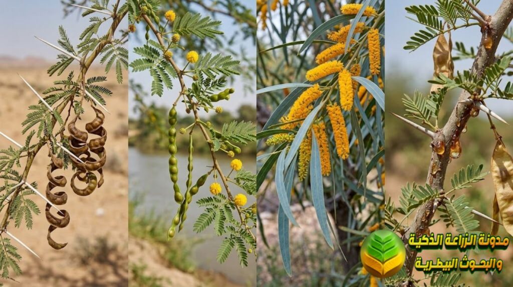 أهم أنواع شجرة الأكاسيا