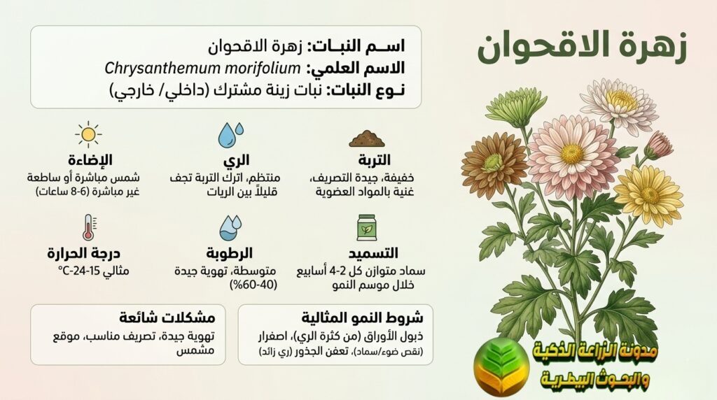 تعريف زهرة الاقحوان Chrysanthemum