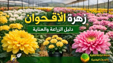زهرة الأقحوان: الدليل الشامل لزراعتها والعناية بها وأسرار في الحدائق والمشاتل