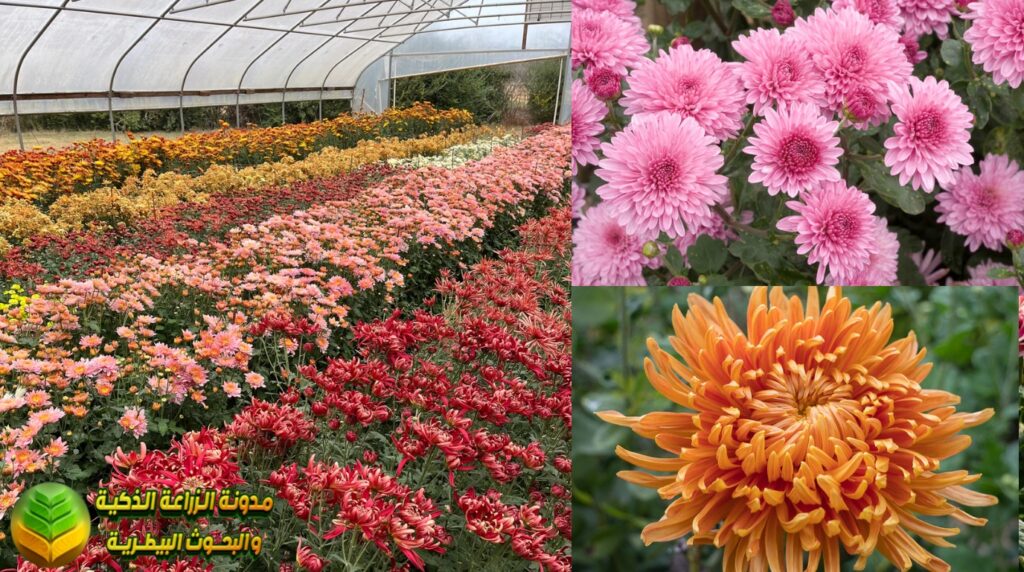 أنواع زهرة الأقحوان وأصنافها التجارية