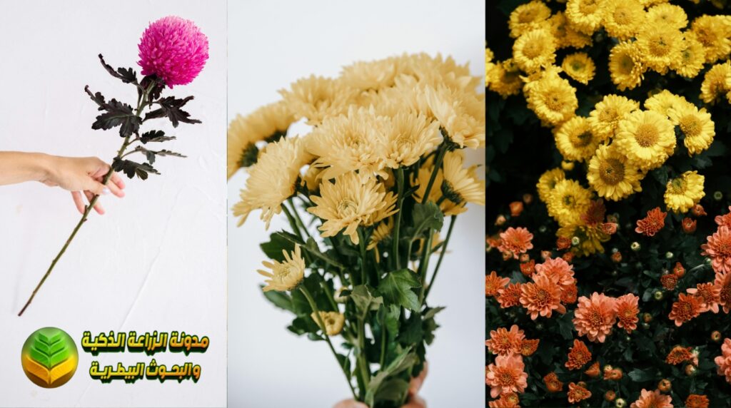 استخدام زهور الأقحوان في تصميم المناظر الطبيعية