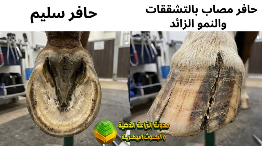 الأخطاء الشائعة في الرعاية البيطرية