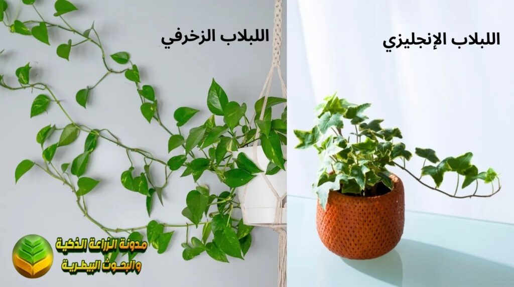 أنواع نبات اللبلاب