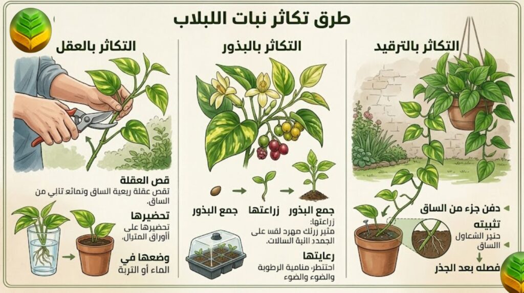 طرق تكاثر نبات اللبلاب