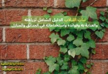 نبات اللبلاب: الدليل الشامل لزراعته والعناية به وفوائده واستخداماته في الحدائق والمنازل