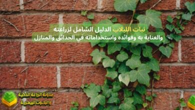 نبات اللبلاب: الدليل الشامل لزراعته والعناية به وفوائده واستخداماته في الحدائق والمنازل