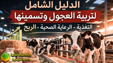 الدليل الشامل لتربية العجول وتسمينها: التغذية والرعاية الصحية لتحقيق أعلى إنتاجية