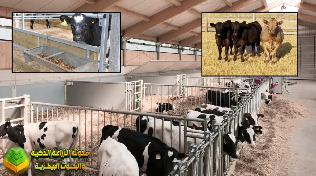 أهمية تسمين العجول