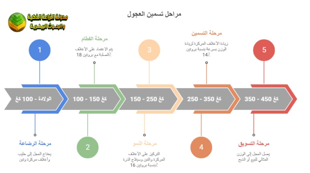 مراحل نمو وتسمين العجول