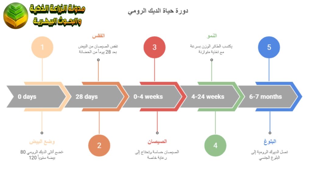 دورة حياة الديك الرومي
