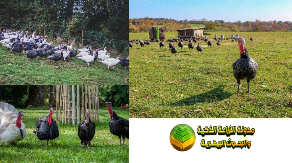 قطيع من الديوك الرومية في مزرعة