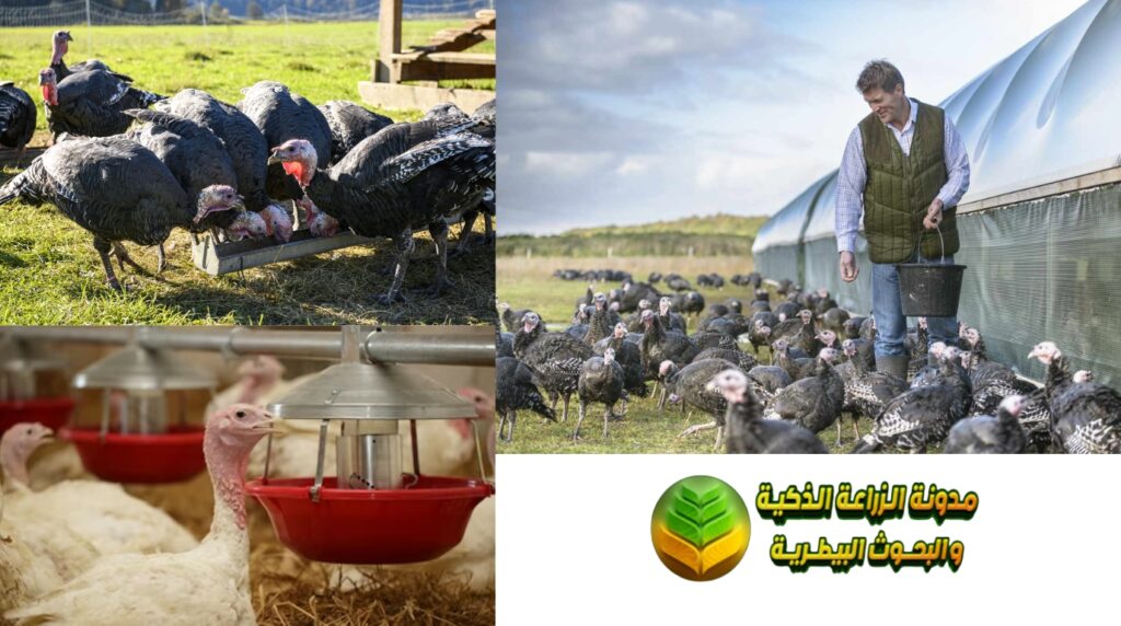 تغذية الديك الرومي