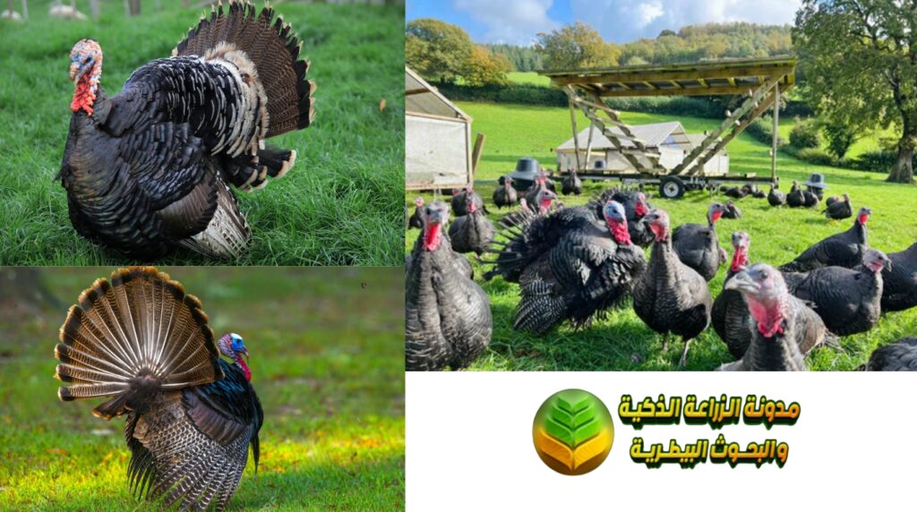 تربية الديك الرومي