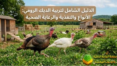 الدليل الشامل لتربية الديك الرومي: الأنواع والتغذية والرعاية الصحية