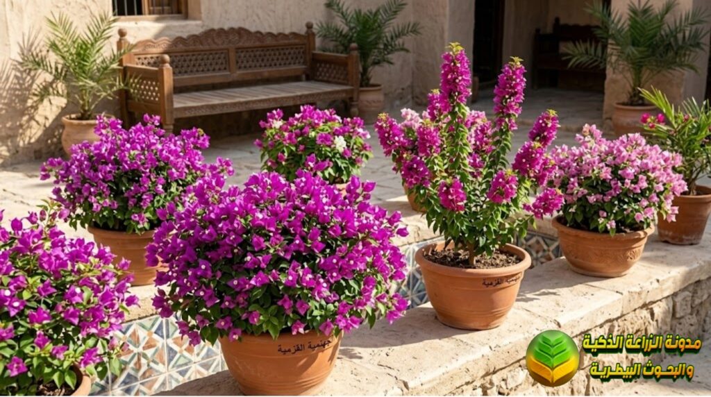 الجهنمية القزمية