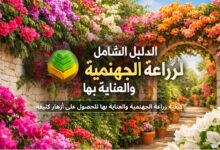 كيفية زراعة الجهنمية والعناية بها للحصول على أزهار كثيفة طوال السنة