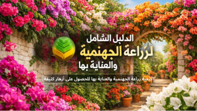 كيفية زراعة الجهنمية والعناية بها للحصول على أزهار كثيفة طوال السنة