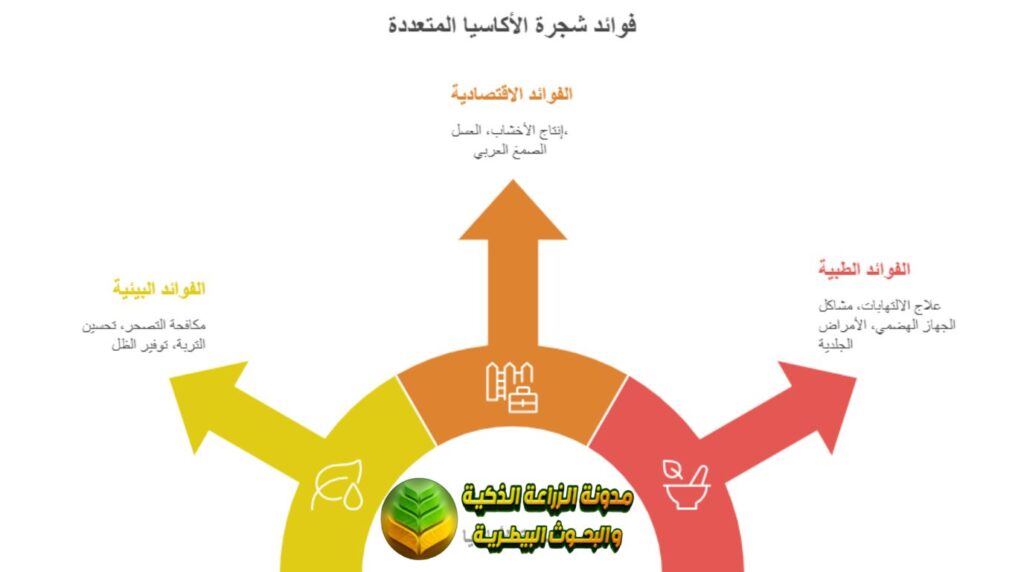 فوائد شجرة الأكاسيا