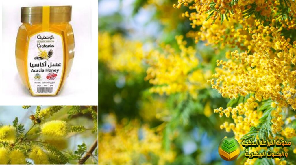 عسل الأكاسيا