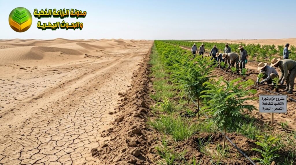 الأكاسيا في مكافحة التصحر