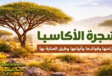 شجرة الأكاسيا (Acacia): الدليل الشامل لزراعتها وفوائدها وأنواعها وطرق العناية بها