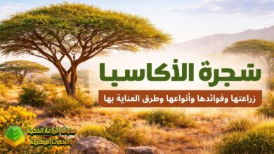 شجرة الأكاسيا (Acacia): الدليل الشامل لزراعتها وفوائدها وأنواعها وطرق العناية بها