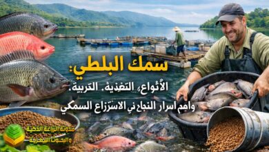 سمك البلطي: الأنواع، التغذية، التربية، وأهم أسرار النجاح في الاستزراع السمكي