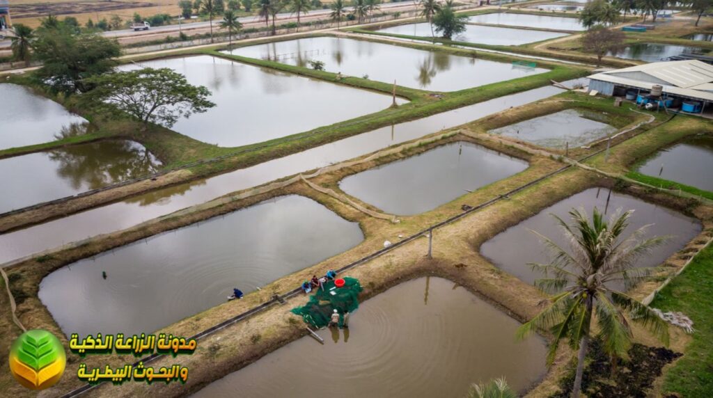 نظام التربية في الأحواض الترابية (Earthen Pond Culture)